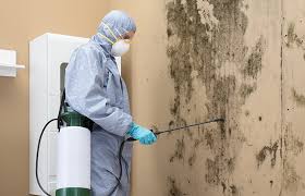 Mold Documentation for Insurance Claims